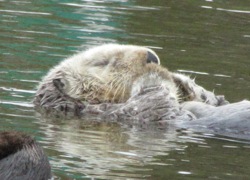 A snoozing sea otter at Moss Landing. Photo: Craig Miller