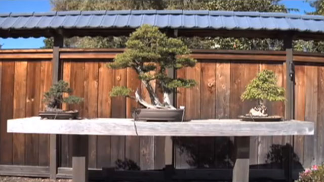 lake-merritt-bonsai-640