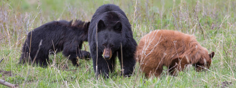 Adult black bear with two cubs