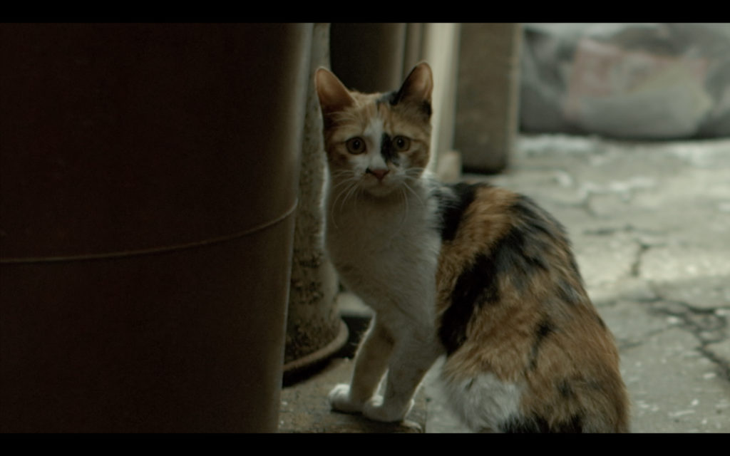 A stray cat in the slum neighborhood staring at Minsu Sung as the Thug