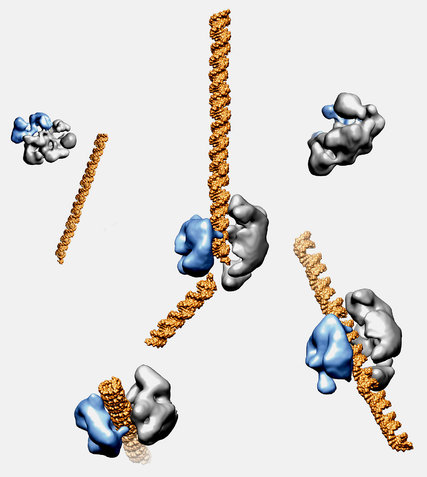 The enzyme Cas9, shown in blue and gray, can cut DNA, shown in gold, at selected sites. The enzyme can be programmed to snip out mutated DNA and replace it with healthy DNA. This model was created from electron microscope images. (David Taylor and Jennifer Doudna/UC Berkeley)