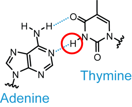 DNA_adenine_1