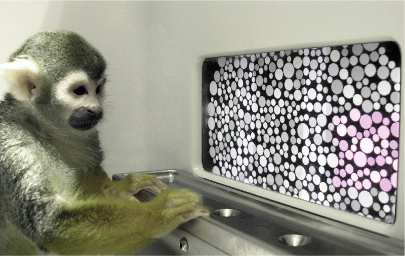 Dalton the squirrel monkey during the color vision test. (Courtesy Neitz Laboratory)
