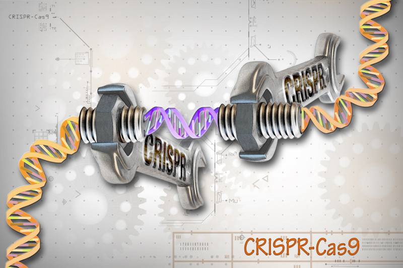 The genome editing tool CRISPR/Cas9 makes it possible to engineer pigs whose organs are safe for human transplantation. (Ernesto del Aguila III, NHGRI)