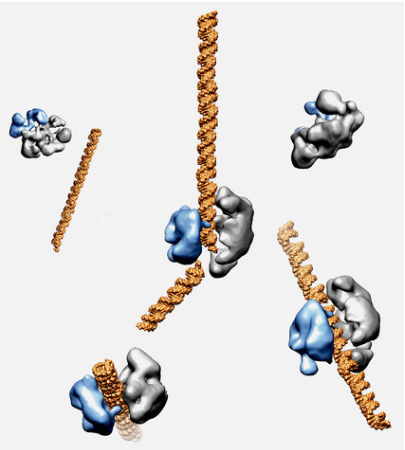 The enzyme Cas9, shown in blue and gray, can cut DNA, in gold, at selected sites, as seen in this model from electron microscope images. 