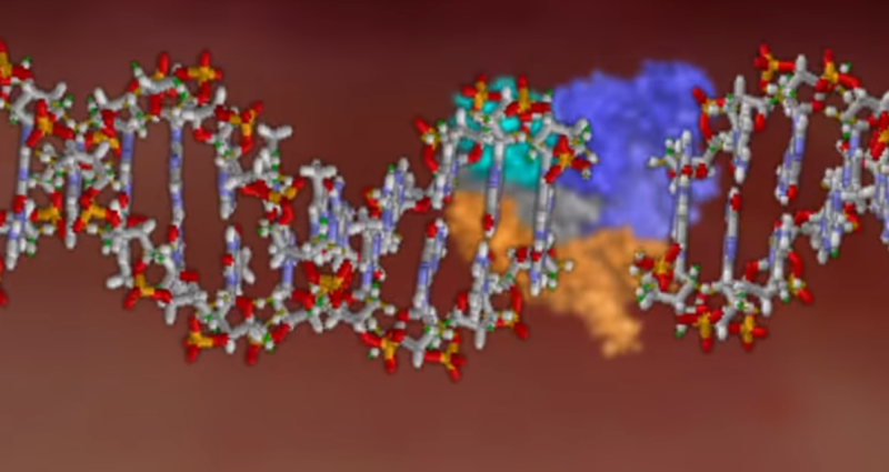 A graphic illustration of the enzyme Cas9, in the background, clipping a strand of DNA in order to remove a mutated sequence that could cause disease.