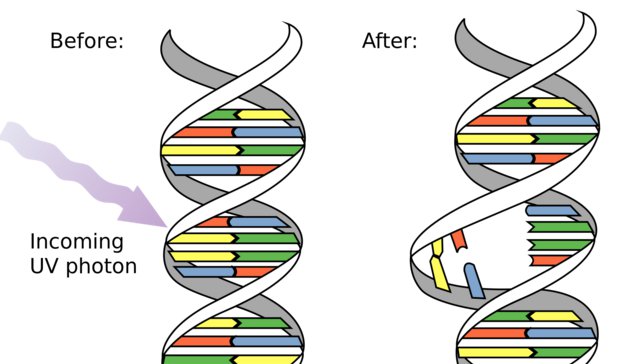 Most cancers happen when key DNA is damaged or is copied incorrectly. (Wikimedia Commons)