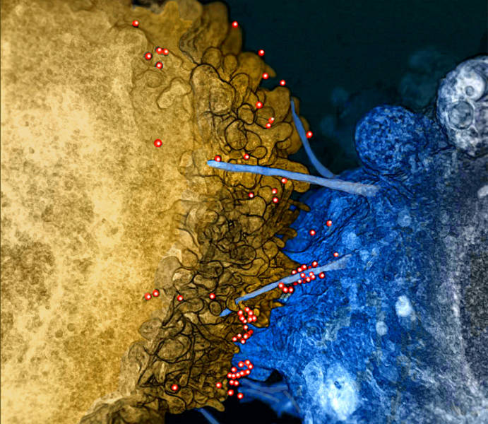 This rendering shows HIV virions (red) on bridges between an infected T cell (gold) and uninfected brain cell (blue) in vitro. 
