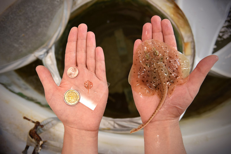 The coin-sized synthetic stingray (left) next to a skate that nature made, Luecoraja erinacea.