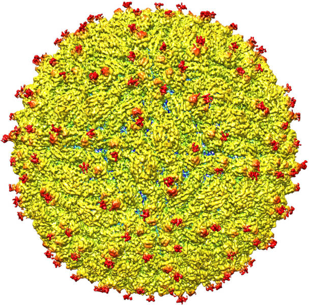 A representation of the surface of the Zika virus is shown.