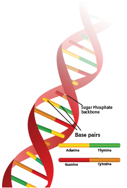 Genes issue instructions to make proteins, which run the functions of our cells. Genes make up 1-2 percent of our DNA.