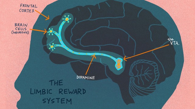 The Limbic Reward System lights up when curiosity is piqued. (LA Johnson/NPR)