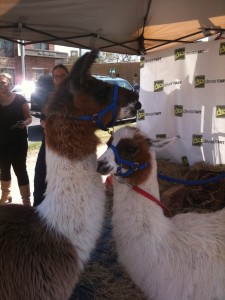 Two llamas under a tent at SXSW Interactive.