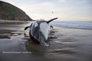 Image of an orca that washed ashore in Marin last week. Photo by Richard James – coastodian.org