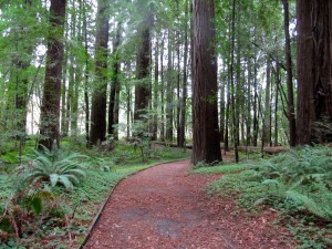 Hendy Woods in Mendocino is one of 55 state parks still set to close. (Molly Samuel/KQED)