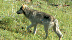 A wolf from OR7's pack in Oregon. (Oregon Department of Fish and Game)