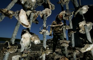 Strings of mother shells that will contain baby oysters to be farmed are seen at the Drakes Bay Oyster Co.,  June 7, 2007 in Point Reyes Station, California. (Justin Sullivan/Getty Images)