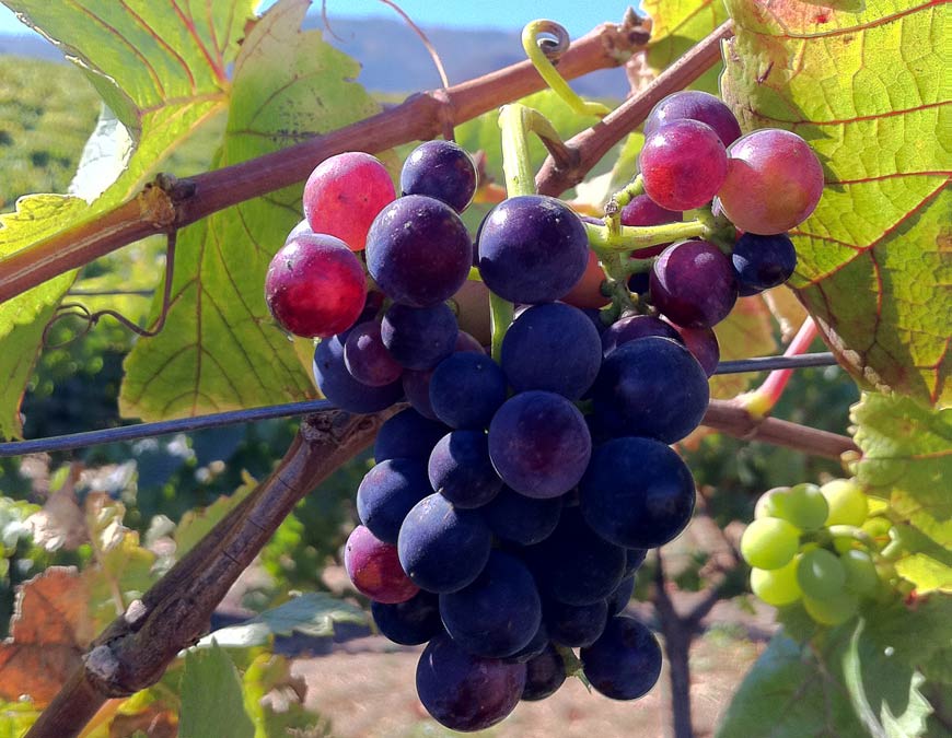 Pinot noir grapes from Talbott Vineyards (Talbott Vineyards)