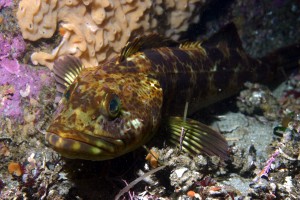 Lingcod are one of the fish species showing improvement in California's marine protected areas. (Steve Lonhart / Monterey Bay National Marine Sanctuary)