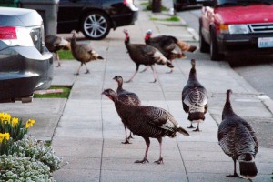 Part of a flock of 30 turkeys that invaded and took up residence in the East Bay town of Albany over the winter. (Dan Brekke/KQED)