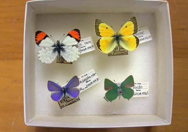 PhotoWeek130315butterflies