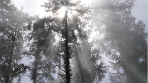 Humboldt Redwoods State Park  (Image credit: Lee Edwin Coursey/Flickr)