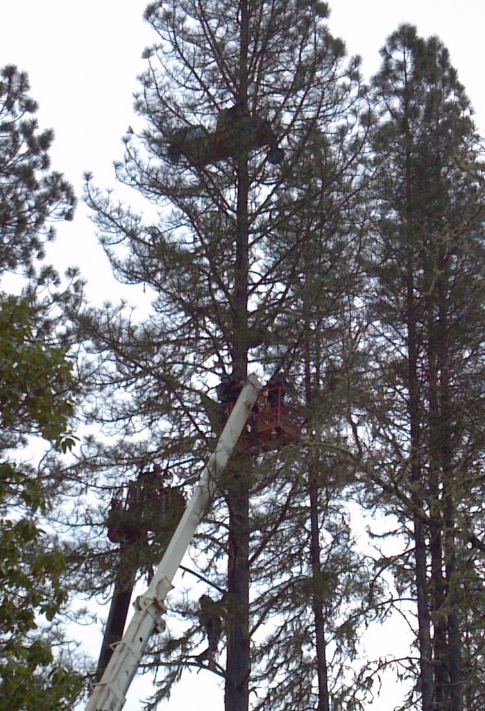 Police reportedly used a cherry picker to arrest tree sitters. (Kelly Larson)