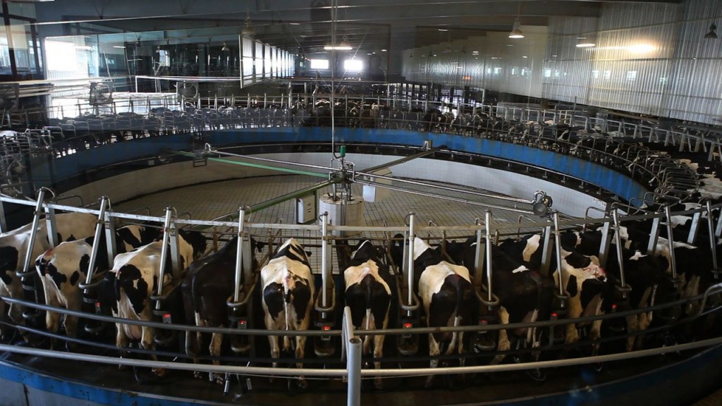 China is quickly building its own dairy industry, which experts say is in every way as modern and high-tech as California's. (Photo: Serene Fang/The Center for Investigative Reporting)