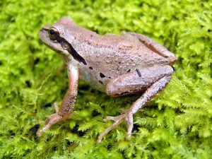 A new study identifies pesticides from Calfornia agriculture in Pacific Chorus Frogs (Pseudacris regilla) in the Sierra Nevda. (Sara Viernum/Flickr Creative Commons)