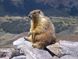 Not the Bernal Marmot, but a marmot nonetheless. This one on Mt. Dana in Yosemite. (Inklein/Wikipedia)