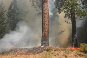 Fire burned within a dozen or so feet of Highway 120 between Cherry Lake Road and the Yosemite National Park entrance on Aug. 26. Firefighters believe these flames “spotted,” or jumped, to this location as embers were carried by the wind. (Grace Rubenstein/KQED)