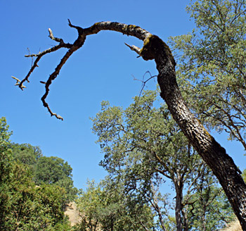 A dead blue oak tree at the Blue Oak Ranch Reserve near San Jose. (Lauren Sommer/KQED)