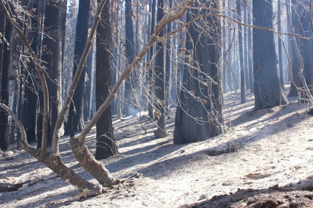 Part of the immense swath of Sierra Nevada forest burned in the Rim Fire that broke out near Yosemite National Park in mid-August. (Mike McMillan/U.S. Forest Service) 