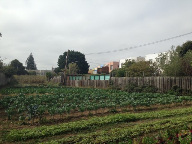 Little City Gardens, an urban farm in the Mission Terrace neighborhood of San Francisco. (Isabel Angell / KQED)