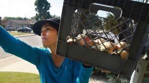 Sarah Ramirez gleans apples from a front yard in Visalia. (Scott Anger/KQED)