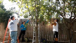 David Terrel, at left, works with his wife, Sarah Ramirez, center, and a volunteer to glean pears from a backyard tree in Visalia.  (Scott Anger/KQED)