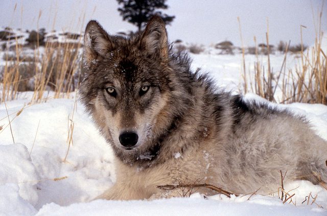 The U.S. Fish & Wildlife Service may remove the gray wolf from the Endangered Species List. (U.S. Fish & Wildlife Service - Midwest Region / Flickr)