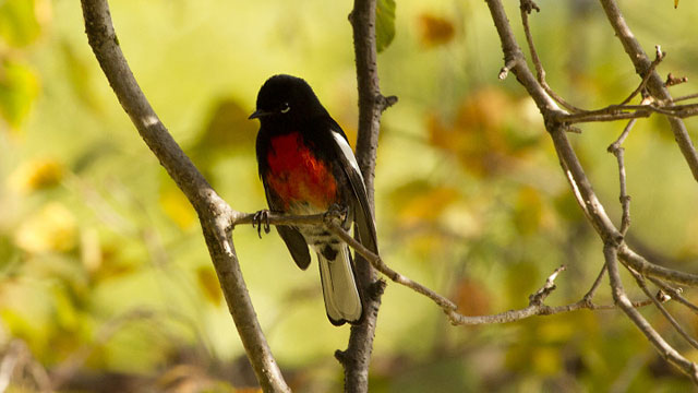 Painted redstart in a Berkeley tree on Sunday, Nov. 17, the first time this species has been recorded in Alameda County. (Cal Walters/Berkeleyside)
