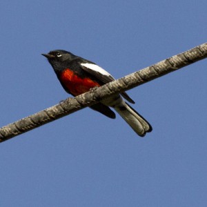 The painted redstart on a telephone cable in Berkeley. (Cal Walters/Berkeleyside)