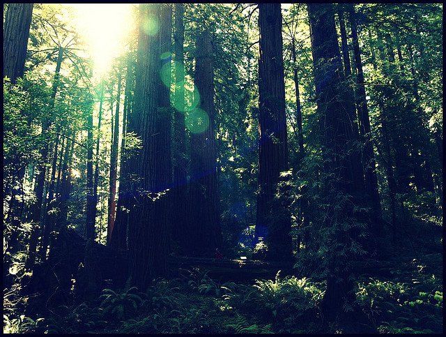 The redwoods at Muir Woods. (POP1963 / Flickr)