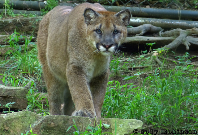 Mountain lions will get more protections in 2014. (princecody / Flickr)