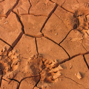 Bear tracks on the dry bottom of Shasta Lake in Northern California. (Molly Samuel/KQED)