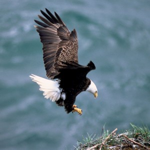 The bald eagle. (Endangered Species Coalition)