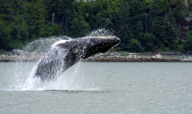 The humpback whale. (Endangered Species Coalition)