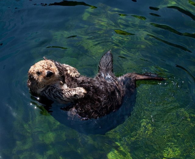 The southern sea otter. (Endangered Species Coalition)