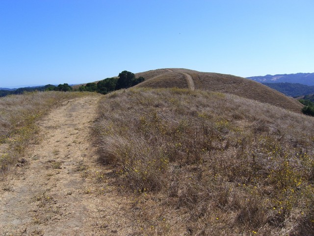 Briones Regional Park near Lafayette, typical of Bay Area landscapes experiencing high fire danger in the current drought. (Dan Brekke/KQED)