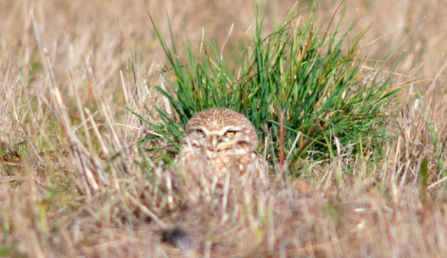 Early morning visitors to Cesar Chavez Park say they've seen burrowing owls for the past month. (Alex Madonik / Berkeleyside)