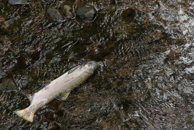 A female coho salmon, dead after spawning on Lagunitas Creek. (Dan Brekke/KQED)