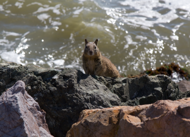 Ground squirrel at Berkeley's Cesar Chavez Park. (Bill Williams/Flickr Creative Commons)
