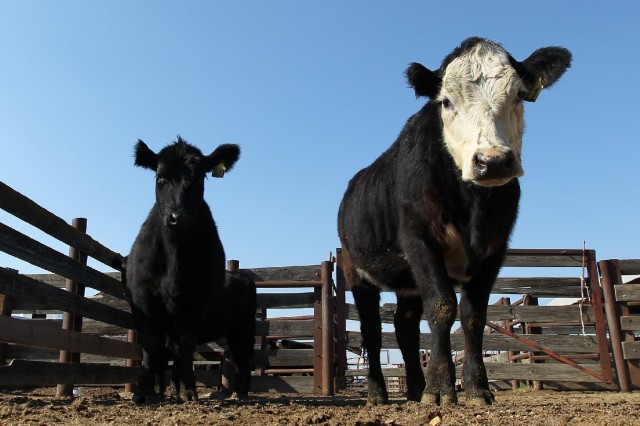 California beef cattle